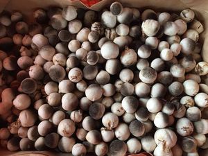 Fournisseur de champignons de paille surgelés OEM pour les chaînes de vente au détail et les distributeurs de marques privées - Product Image 3