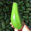 Avocat frais biologique Hass de haute qualité à prix compétitif à vendre - Product Image 5