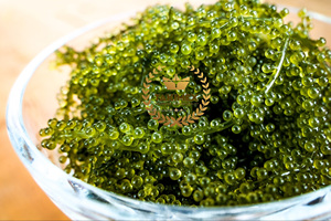 Uvas marinas deshidratadas de grado premium (Lato/Ararosep) Polvo de algas secas Certificado Halal tostado Mejor precio Agua almacenada - Product Image 4