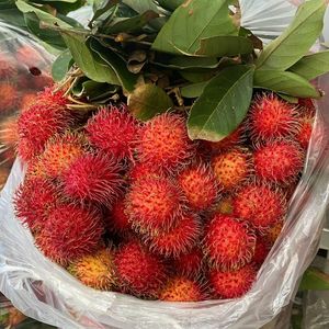 Rambután Fresco de Alta Calidad de Vietnam - Fruta Tropical Dulce y Jugosa - Product Image 4