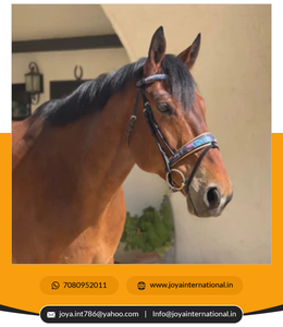 Brida Fleur Snaffle de edición limitada de alta calidad para productos de caballo plegados de Doma a precio mayorista - Product Image 6