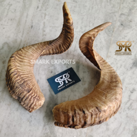 Paire d'authentiques cornes de brebis naturelles courbées pour décoration murale, projets de taxidermie, aménagement intérieur rustique et cadeaux