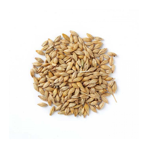 Export grade <b>barley</b> seeds maintained for reliable bulk shipment and trade flow - Product Image 3