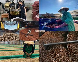 Arabica Roasted Midium Vietnam Sustainable, Certified, Large Scale Supply - Product Image 6