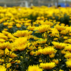 Premium Vietnamese Dried Chrysanthemum <b>Flowers</b> - Natural Floral Tea Ingredient - Product Image 4