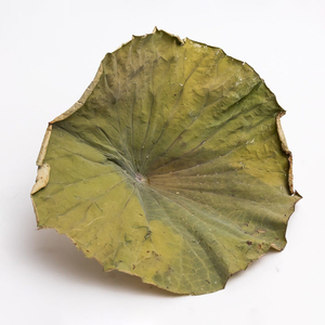 Fournisseur digne de confiance feuilles de lotus séchées feuille d'herbes sèches à usages multiples pour boisson de désintoxication - Product Image 2