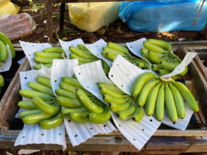 Banane fraîche et banane fraîche Cavendish Vietnam Premium Export Expéditions énormes Excellence de fruits tropicaux à des tarifs abordables maintenant - Product Image 4