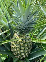 Verse En Heerlijke Md2 Ananas Tegen Goedkope Prijs-Hoge Kwaliteit Zoete Ananas Export Naar Eu, Usa, Japan, Etc Anna Do + 84982153058