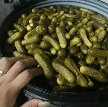 Vietnamse manufacture supply pickled cucumber cheap price in drum 390kg