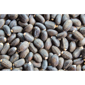 Semences de jatropha de qualité supérieure pour la production de biocarburants et l'approvisionnement en vrac agricole provenant d'un exportateur de confiance sans OGM - Product Image 2