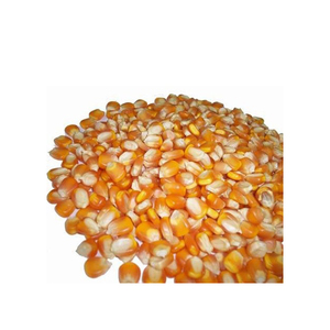 ราคาขายส่งข้าวโพดสีเหลืองที่มีคุณภาพสูงข้าวโพดข้าวโพดสีเหลืองสำหรับอาหารสัตว์ผู้ผลิต - Product Image 2