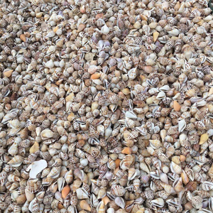 เปลือกหอยธรรมชาติคละรูปทรงและขนาดสำหรับงานฝีมือของตกแต่งและบรรจุภัณฑ์เปลือกหอยผสมธรรมชาติสำหรับงาน DIY และงานกิจกรรม - Product Image 5