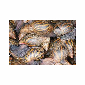 Farine d'escargot dense en nutriments proposée à la vente adaptée à l'amélioration de la santé du bétail - Product Image 2