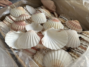 หอยเชลล์ธรรมชาติคุณภาพสูงสำหรับตกแต่งชายหาดและการนำเสนออาหารทะเล - Product Image 3
