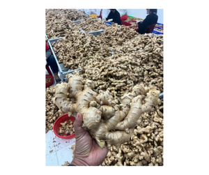 Vietnam <b>Fresh</b> <b>Ginger</b> Premium Quality, Best <b>Fresh</b> <b>Ginger</b> with Spicy Taste and Natural Aroma Ideal for Cooking Recipes and Export - Product Image 2