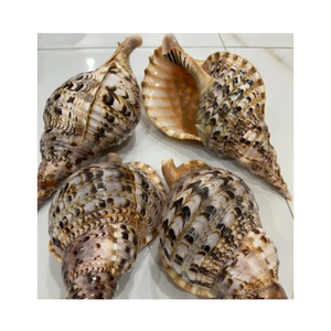 Conque/Trompette Triton Ammonite Décoration-Grande coquille d'escargot pour la décoration-Coquillage en vrac pour l'artisanat - Product Image 2