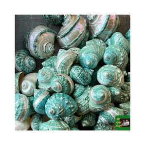 เปลือกหอยเทอร์โบสีเขียวขัดเงาเทอร์โบหยกเปลือกหอยหอยทากเปลือกหอยสำหรับงานฝีมืองานฝีมือการเล่นน้ำ