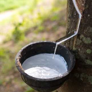 PREMIUM-GRADE NATURAL <b>RUBBER</b> / FLEXIBLE and DURABLE / ECO-FRIENDLY / MADE in VIETNAM - Product Image 4