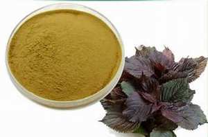 ผงใบเพอริลบริสุทธิ์สำหรับการสนับสนุนภูมิคุ้มกันและดีท็อกซ์ธรรมชาติฉลากสะอาด - Product Image 5