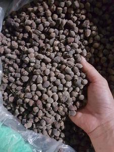 BAYAS MYRTLE SECAS/TÓNICO NATURAL/RICO ANTIOXIDANTE/INGREDIENTES LIMPIOS - Product Image 6