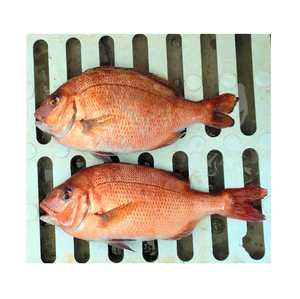 Pescado Congelado de Pargo Rojo del Mar Rojo (WR) Venta al por Mayor - Product Image 5