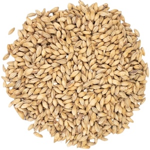 Animal Feed Barley <b>Bulk</b> Quantity <b>for</b> <b>Sale</b> - Product Image 1