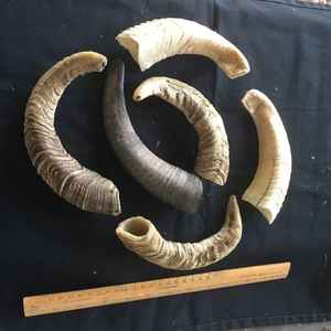 Friandises pour chiens en corne de buffle d'eau de qualité supérieure, écologiques, artisanales, riches en protéines, à mâcher, emballage personnalisé, prix bas - Product Image 2