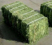 Balles de foin d'alfalfa hautement nutritives pour chevaux, bovins, porcs - Niveau 1 - Alimentation animale de qualité