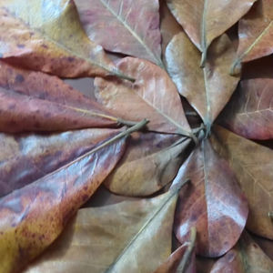 เครื่องกำจัด100% แห้ง Terminalia catappa ใบอัลมอนด์อินเดียอาหารปลาปลากัดเพื่อสุขภาพสำหรับอุปกรณ์ตู้ปลา - Product Image 4