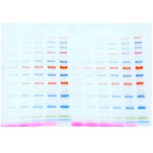 Lonza prosirie EX บัฟเฟอร์การถ่ายโอนการควบคุมแบบดิจิทัล1L - Product Image 1