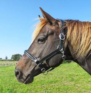 Serre-tête anatomique COLLIER SOL Confort Rembourré Show Clip Leather Headcollar Halter - Product Image 1