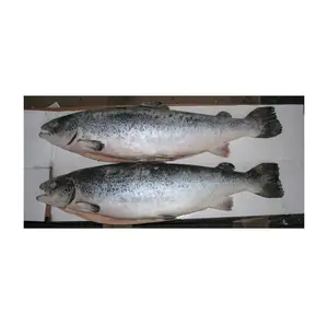 pink salmon fish, pink salmon fish Suppliers and Manufacturers at