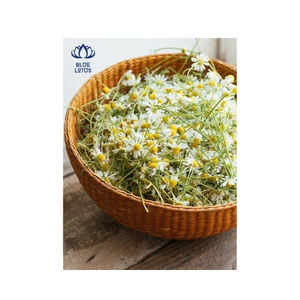 Fleur de camomille séchée de qualité supérieure Meilleur prix pour les acheteurs en vrac 2025 - Product Image 1