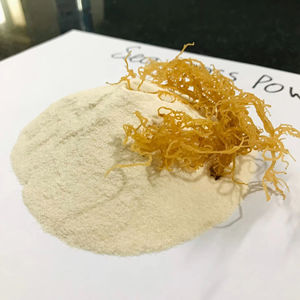 <b>NATURAL</b> POWDER <b>Sea</b> <b>Moss</b> Powder Rich Nutrients From Authentic Supplier - Product Image 1