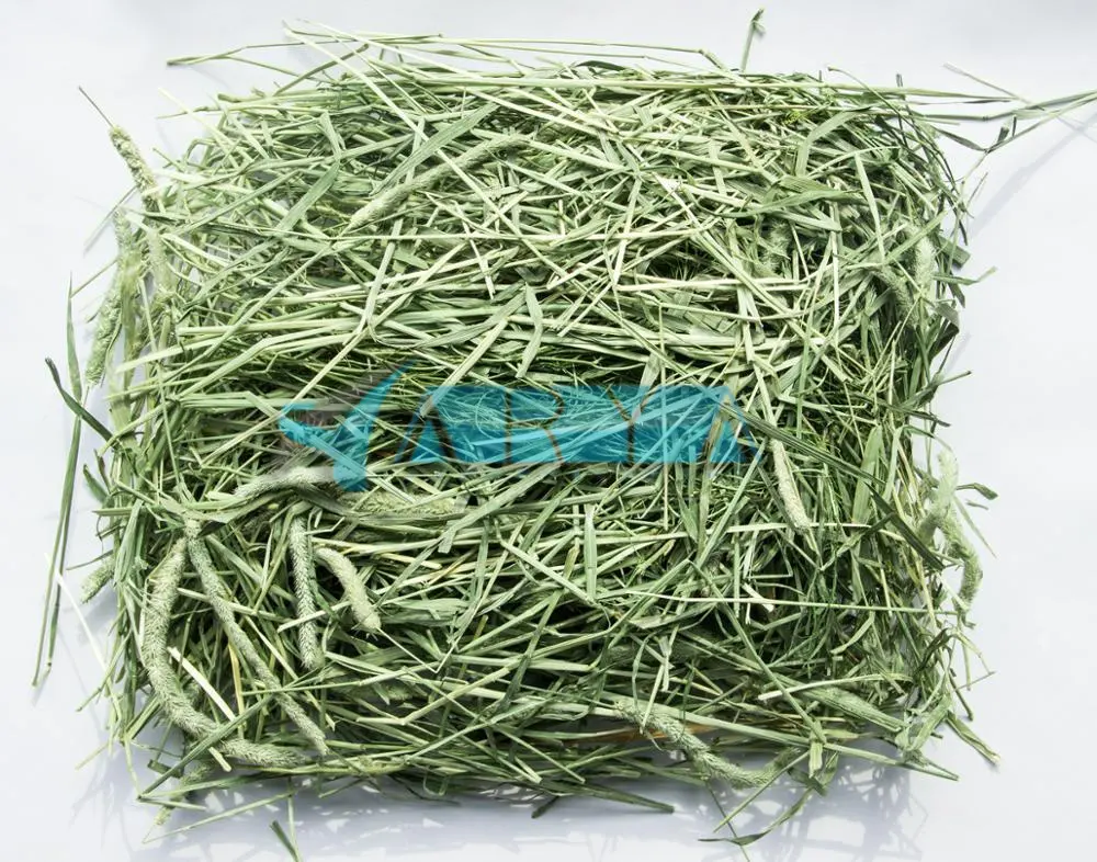 Timothy Hay For Sale premium grade hay for sale super Grade hay for sale in india