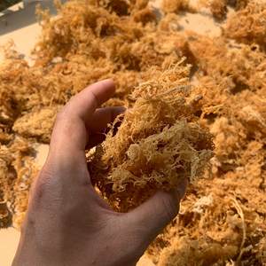 Dried <b>Sea</b> <b>Moss</b> Eucheuma Cottonii <b>Raw</b> Irish Seaweed Purple Gold Organic Bulk Packaged Wildcrafted Spinosum Vietnam Direct Factory - Product Image 3