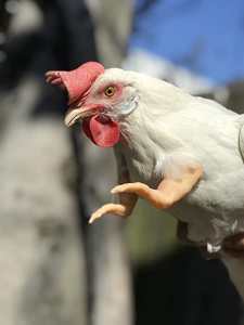 Juguete para Gatos de Plástico Ecológico con Forma de Brazo Divertido de Pollo, Imitación de Dinosaurio - Product Image 5