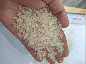 Arroz Blanco japonés Camolino pulido con aceite de alta calidad 5% arroz de sushi Calrose de grano corto medio roto para Oriente Medio-ANNA DO - Product Image 3