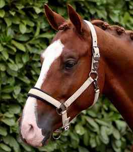 Collier de tête de cheval de qualité supérieure, design anglais classique, confortable pour l'entraînement quotidien et l'utilisation en extérieur - Product Image 1