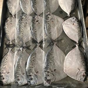 Pescado Luna Entero Congelado de Vietnam, Envasado al Vacío IQF, 24 Meses de Vida Útil, Tamaños Personalizables, Disponible al por Mayor - Product Image 4