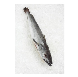 Compra/Pedido en Línea de Pescado Congelado de Alta Calidad, Bacalao HGT / Pescado Entero con la Mejor Calidad al Mejor Precio para Exportación - Product Image 6