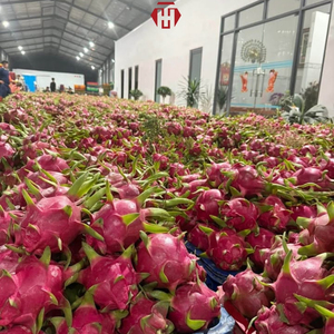 Verse Rode Drakenvrucht Vietnam Verse Tropische Fruit Export Kwaliteit Bulk Levering voor Groothandel in Vers Fruit
