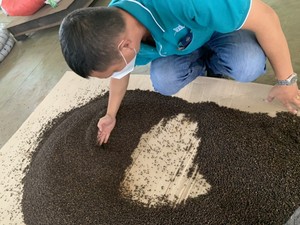 Pimienta Negra Seca de Origen Vietnamita, Calidad Premium, Cuidadosamente Seleccionada, Gran Venta para el Mercado Global, para Sazonar +84399521266 - Product Image 5