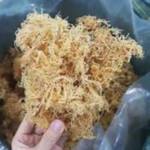 High Quality Best Price Dried Seamoss Wildcrafted Sea Moss with OEM Packaging from Vietnam - Product Image 5