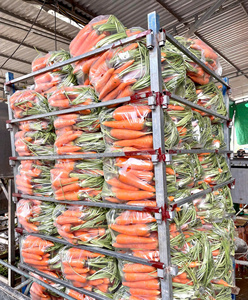 Zanahoria al por mayor verduras frescas y ecológicas Zanahorias a buen precio disponibles para exportación - Product Image 6