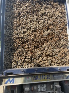 Poteaux en bambou naturels solides pour les piquets de plantes de jardin et de ferme Poteaux en bambou de qualité supérieure pour l'agriculture et l'aménagement paysager - Product Image 5