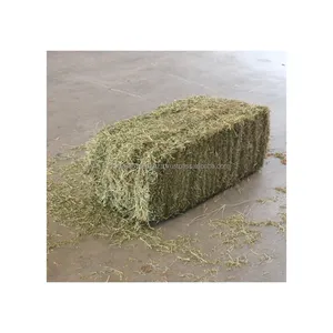 Alfalfa for use as animal feed good for cows pigs sheep horses etc good quality reliable supplier feed alfalfa hay