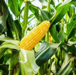 Maïs sucré congelé en vrac IQF maïs blanchi directement du Vietnam fournisseur et fabricant OEM - Product Image 5