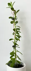 Palos de jardín de cobre puro 100% de calidad superior con perla para soporte de plantas ecológico y decoración de jardín de larga duración - Product Image 5