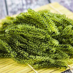 Uva di alghe all'ingrosso/caviale verde di alta qualità e buon prezzo